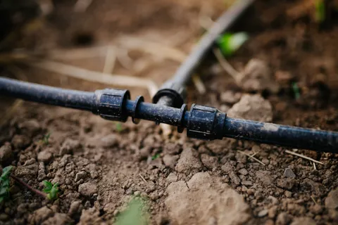 Sistema de gotejamento instalado entre plantas de uma horta